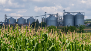 Un campo de maíz con una fábrica del sector agroindustrial al fondo