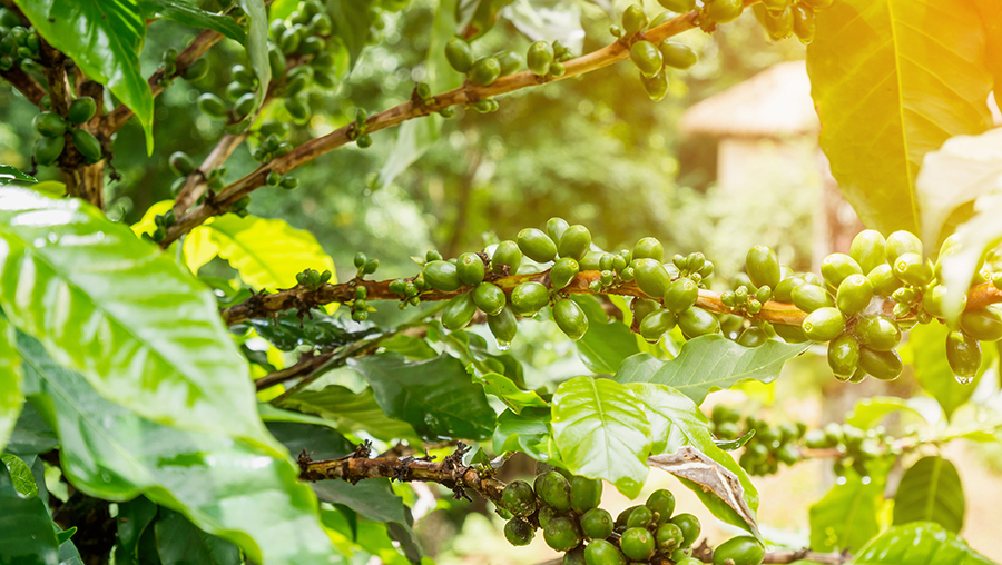 campo de café, uno de los ejes de la economía de latinoamérica